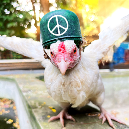 PeaceChik Logo